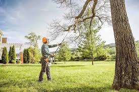 Best Tree Trimming and Pruning  in Blakely, PA