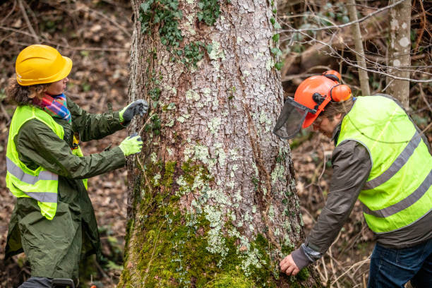 Best Utility Line Clearance  in Blakely, PA