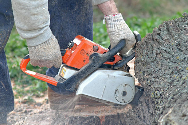 Best Tree Health Inspection  in Blakely, PA