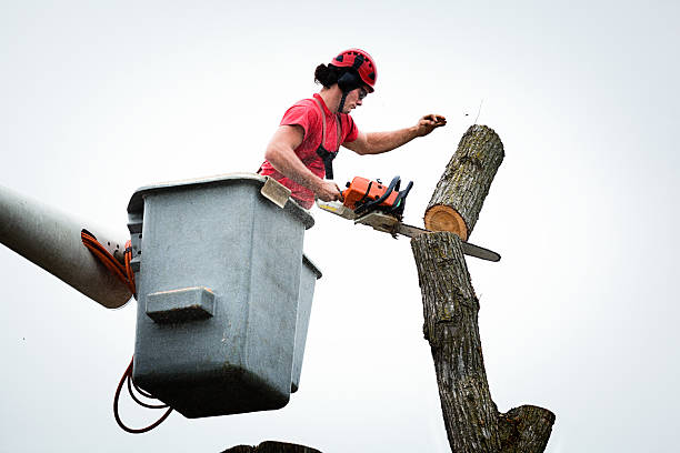 Best Arborist Consultation Services  in Blakely, PA